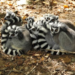 Indri Lemur