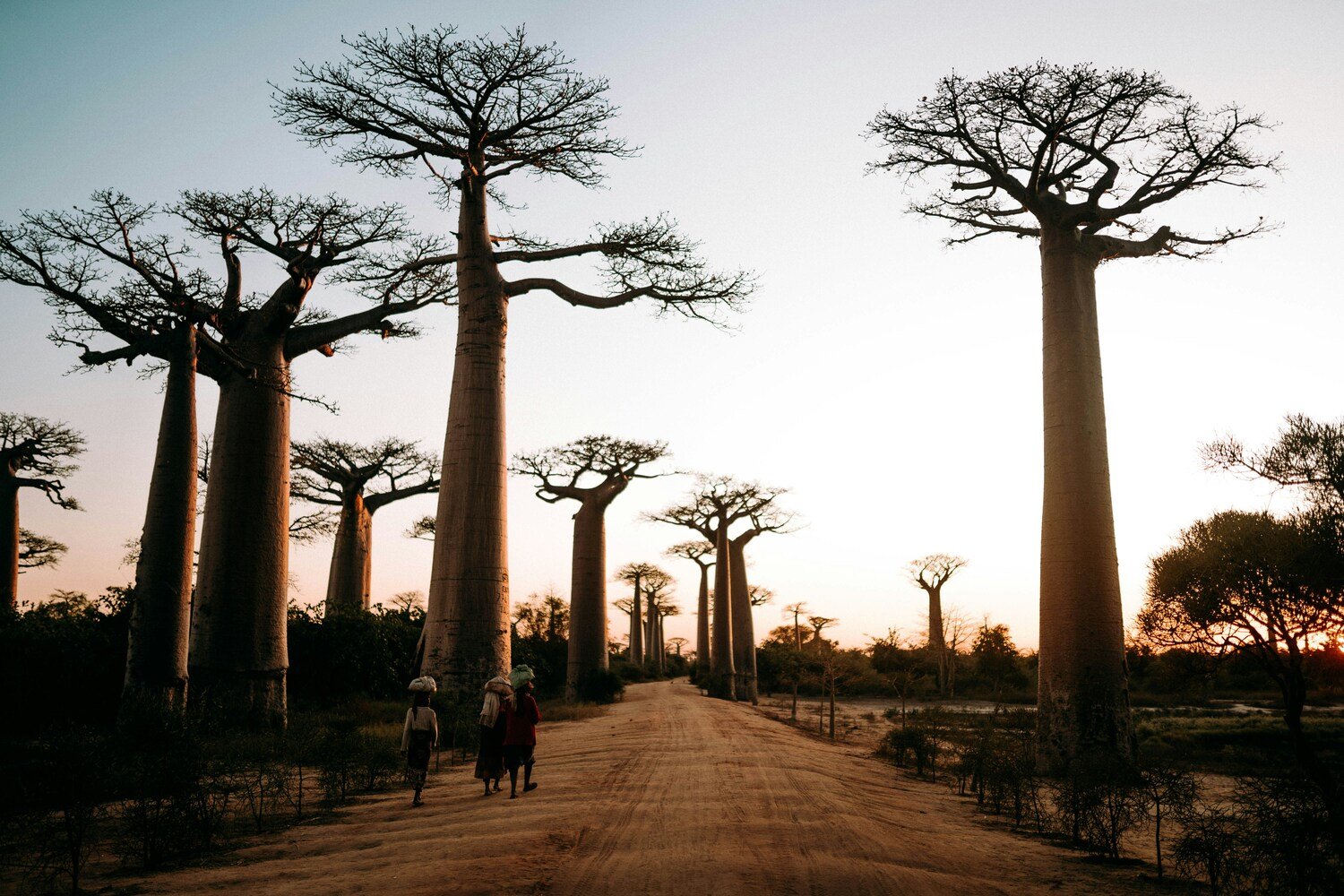 Avenue of the Baobabs